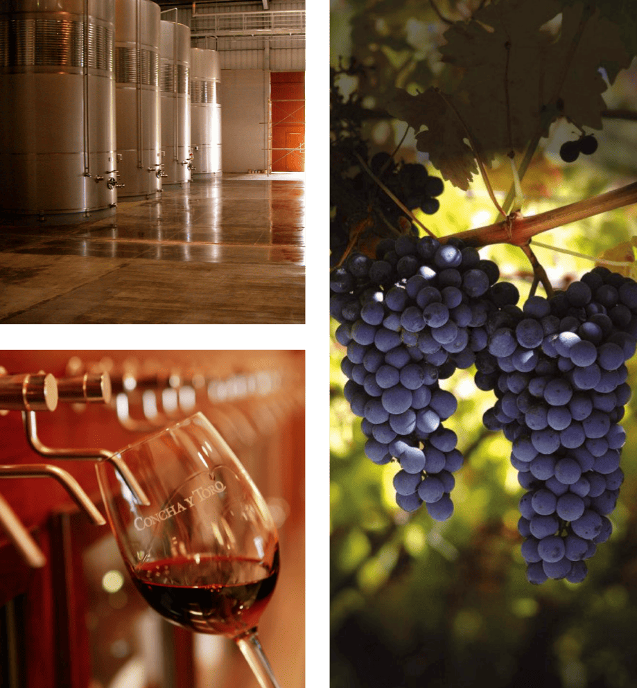 Concha y Toro México