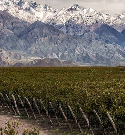 Concha y Toro México