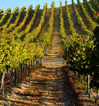 Concha y Toro México