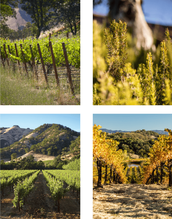 Concha y Toro México