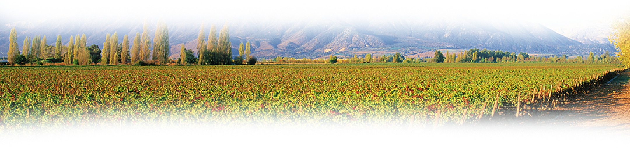 Concha y Toro México