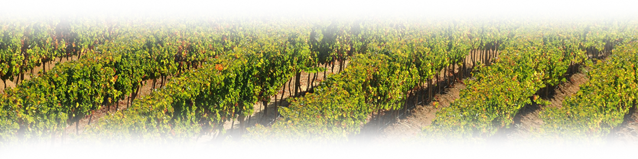 Concha y Toro México