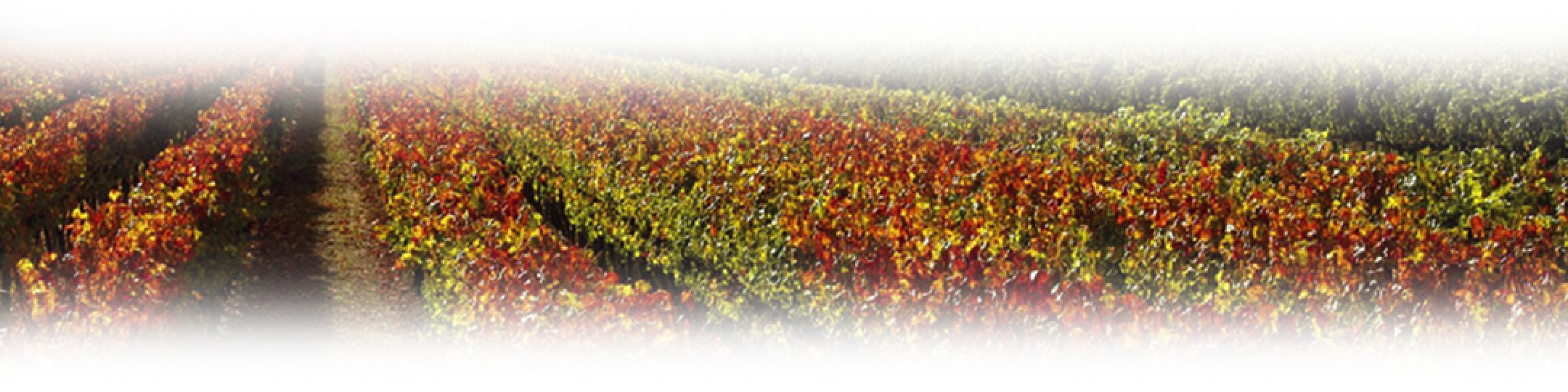 Concha y Toro México