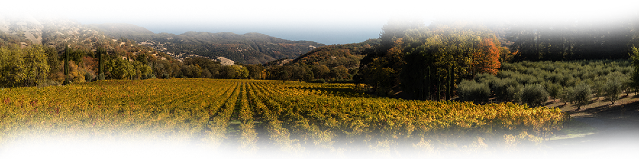 Concha y Toro México