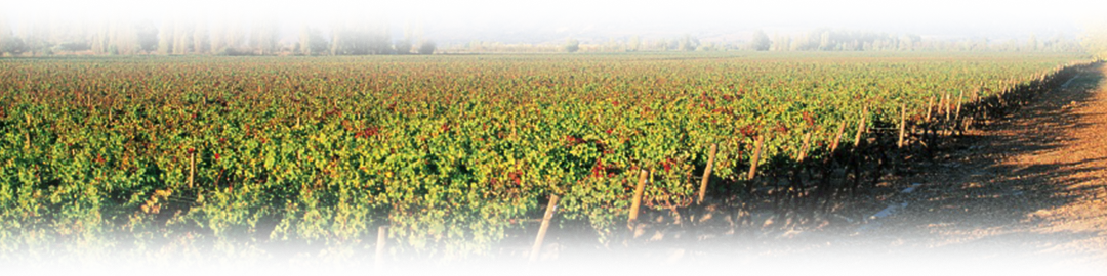 Concha y Toro México