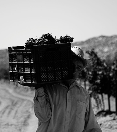Concha y Toro México